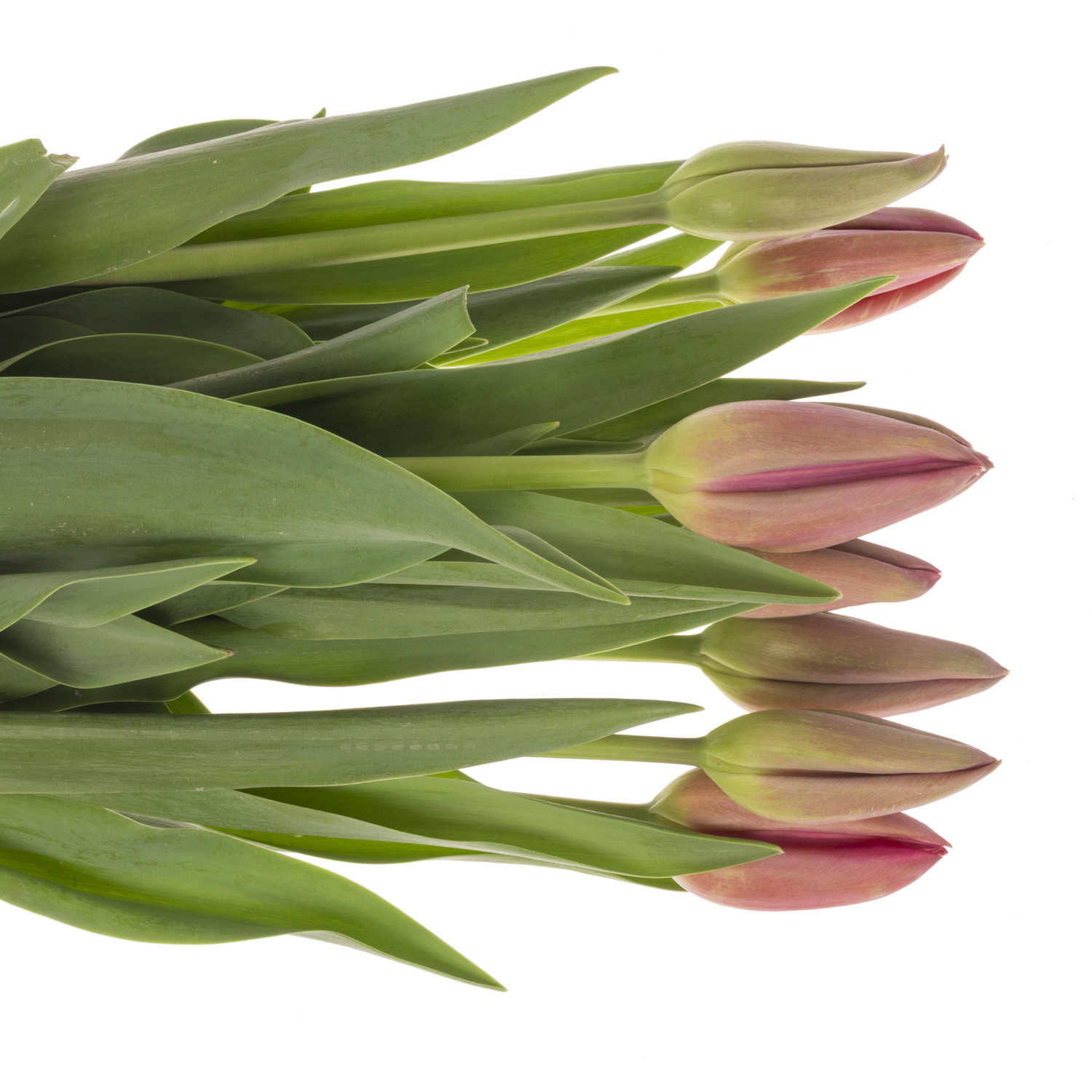 Franz.rosa La Romaine 71 Gramm 50cm