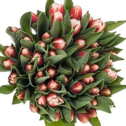 Tulpe rot/weiss Outfit 46 Gramm