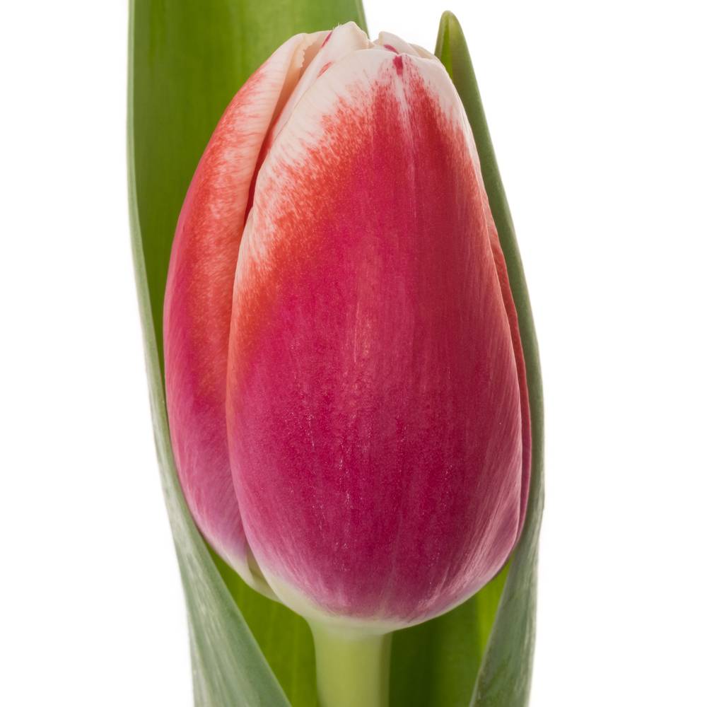 Tulpe rot/weiss Outfit 46 Gramm