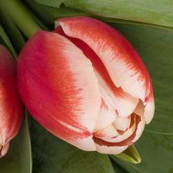 Tulpe rot/weiss Outfit 46 Gramm