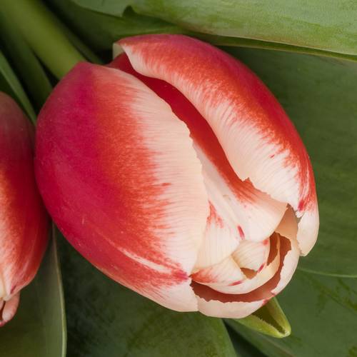 Tulpe rot/weiss Outfit 46 Gramm