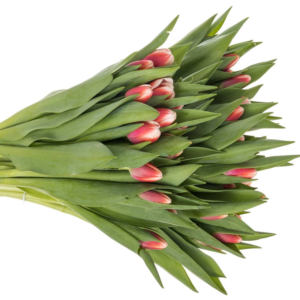 Tulpe rot/weiss Outfit 46 Gramm