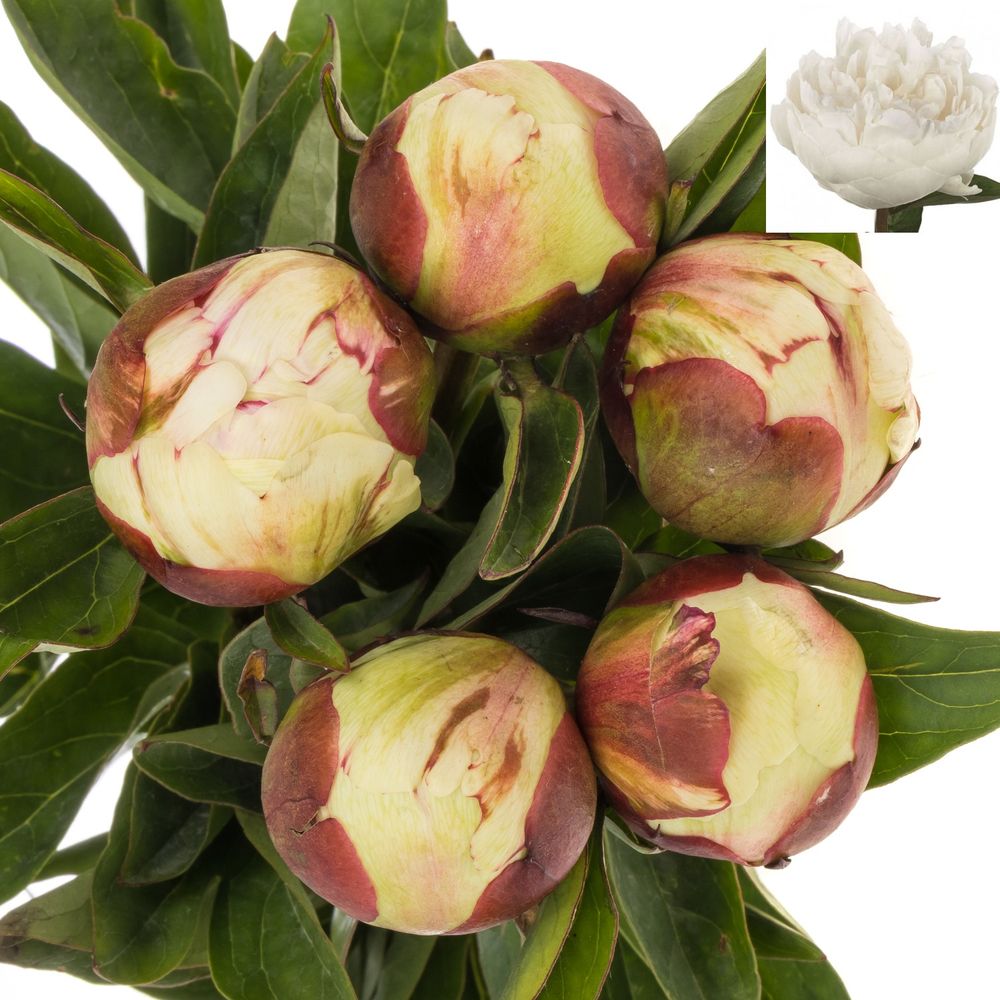 Pfingstrose creme/weiss gef.Elsa Sass 40cm