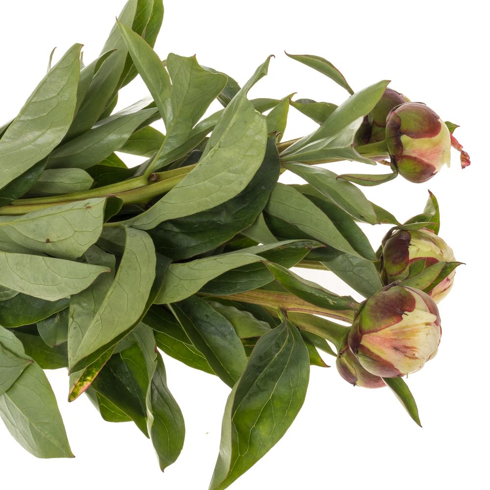 Pfingstrose creme/weiss gef.Elsa Sass 40cm