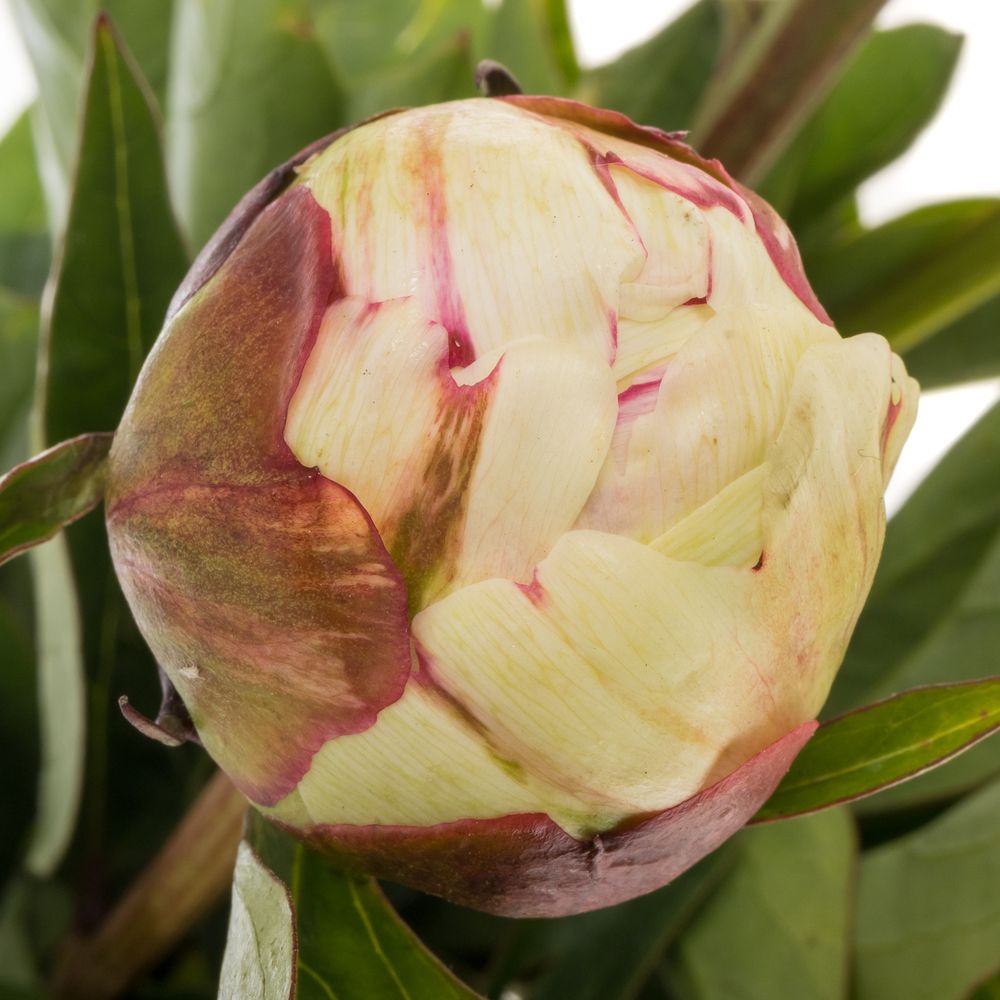 Pfingstrose creme/weiss gef.Elsa Sass 40cm