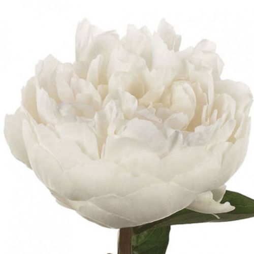 Pfingstrose creme/weiss gef.Elsa Sass 40cm