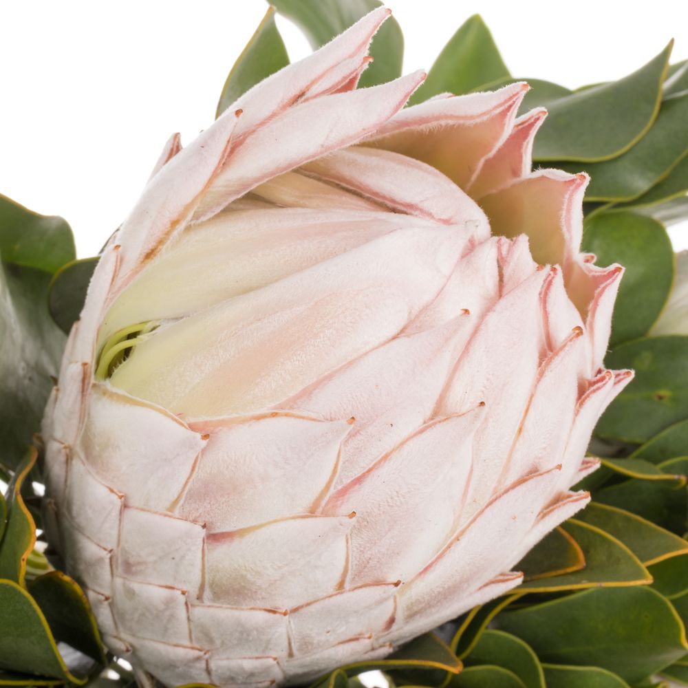Protea lachs/creme/weiss Satin 4 40cm
