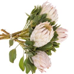 Protea lachs/creme/weiss Satin 4 40cm