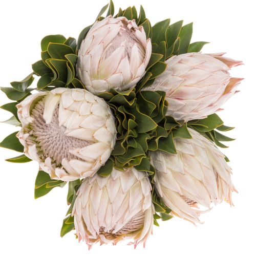 Protea lachs/creme/weiss Satin 4 40cm