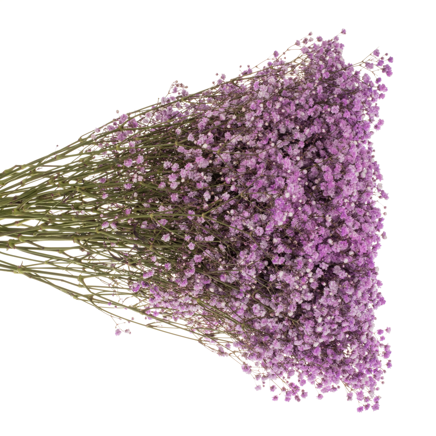 Gyps lavendel Ecuador grosse Blüte 80 cm