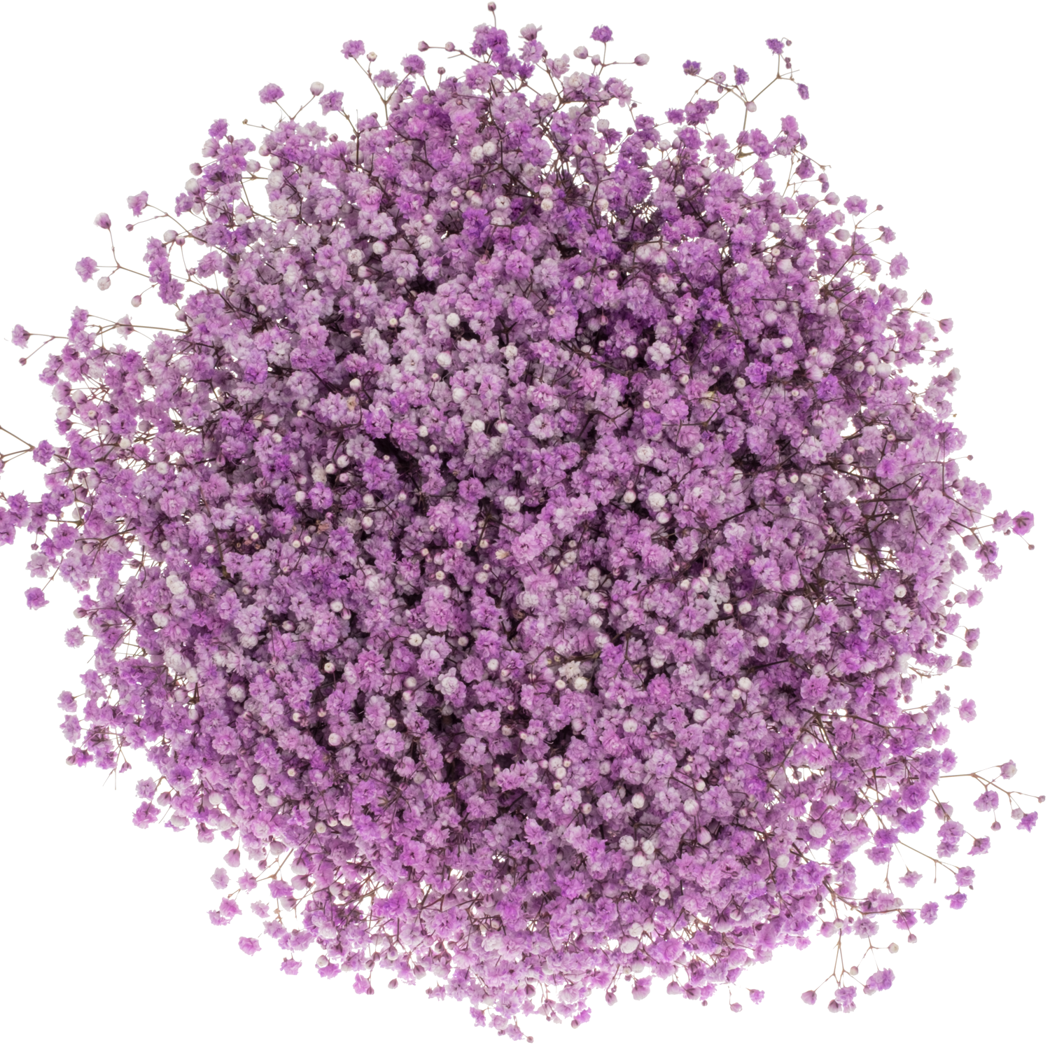 Gyps lavendel Ecuador grosse Blüte 80 cm