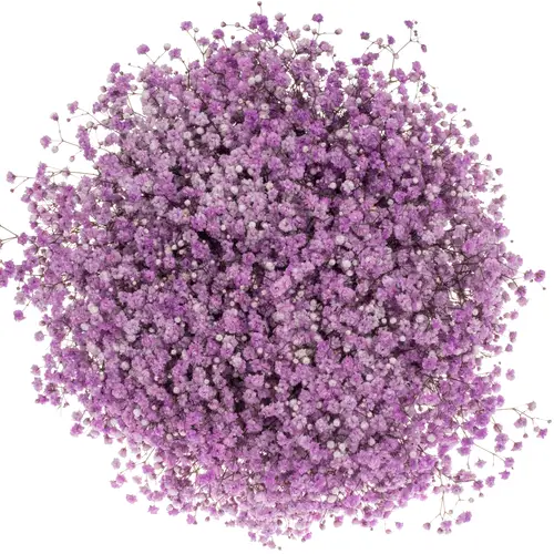 Gyps lavendel Ecuador grosse Blüte 80 cm