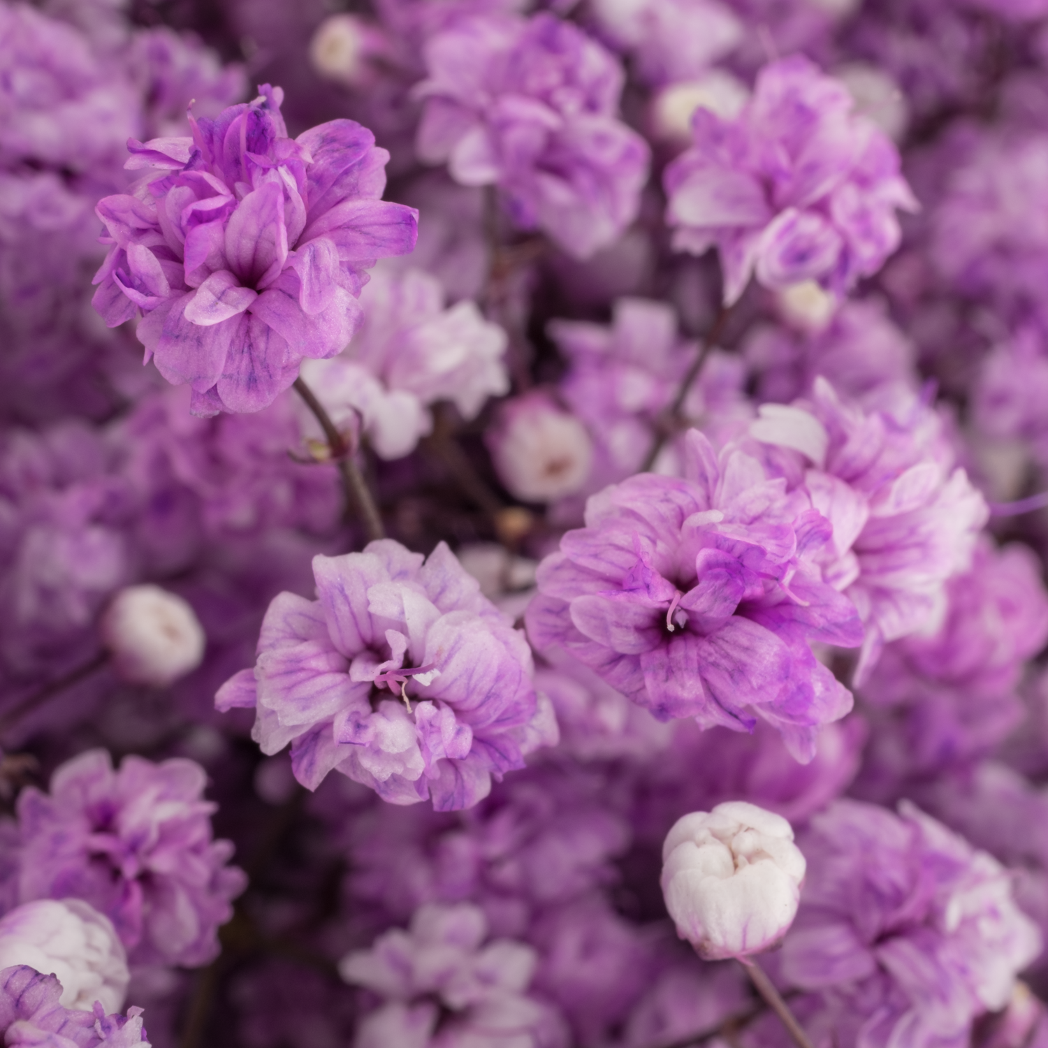 Gyps lavendel Ecuador grosse Blüte 80 cm