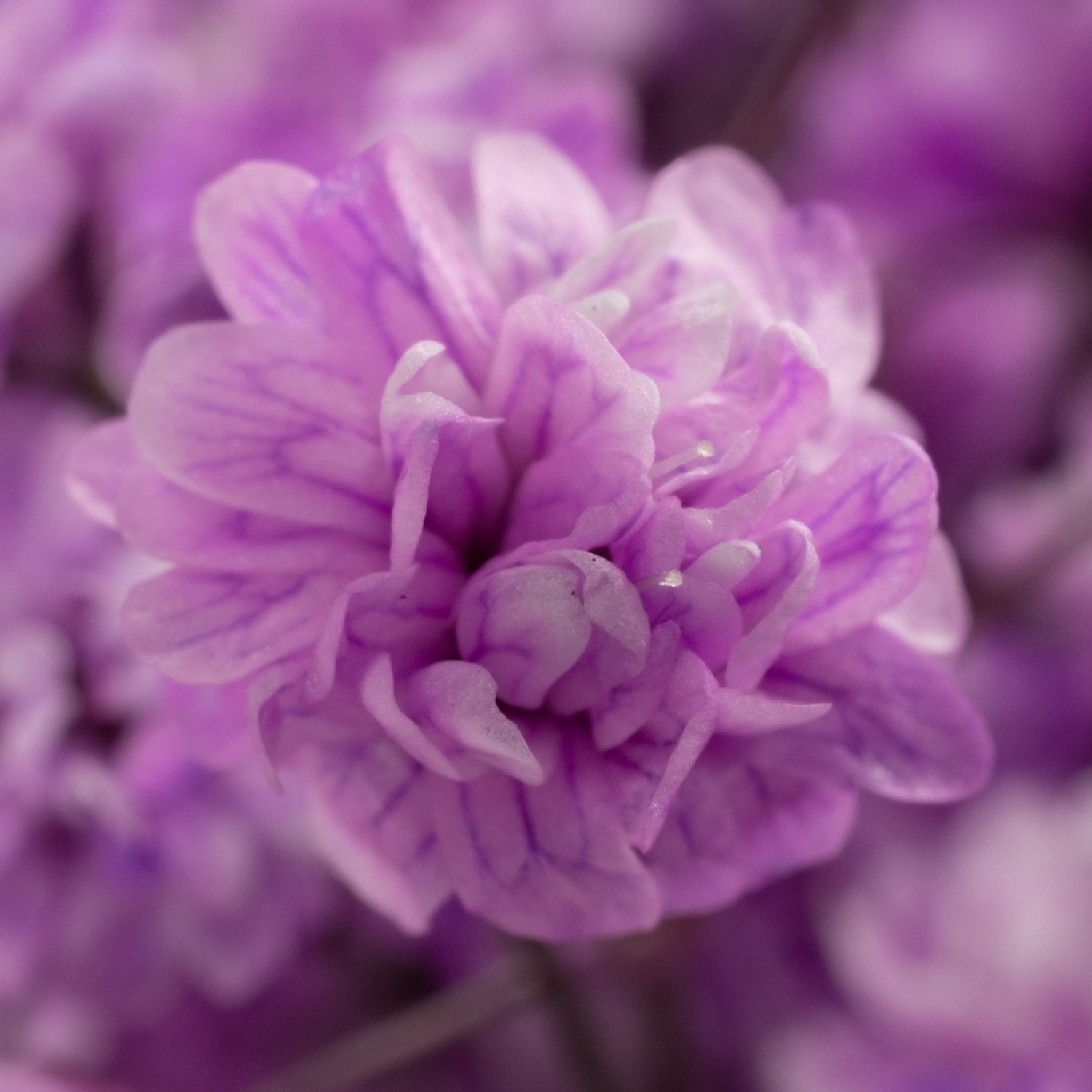 Gyps lavendel Ecuador grosse Blüte 80 cm