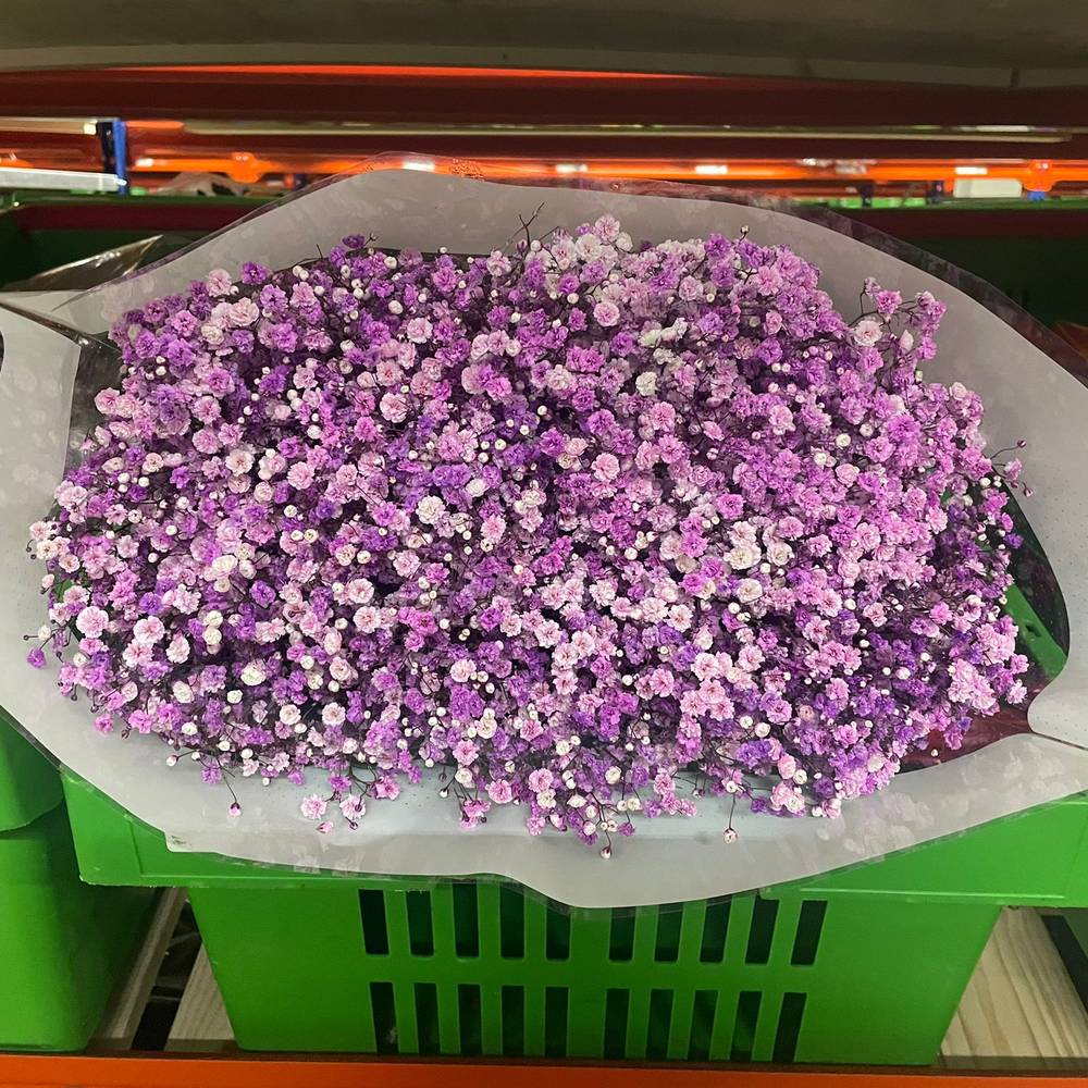 Gyps lavendel Ecuador grosse Blüte 80 cm