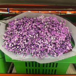 Gyps lavendel Ecuador grosse Blüte 80 cm