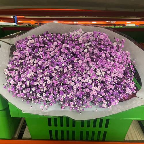 Gyps lavendel Ecuador grosse Blüte 80 cm