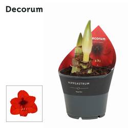 Amaryllis 2er Royal Red D114408RD T14 H025