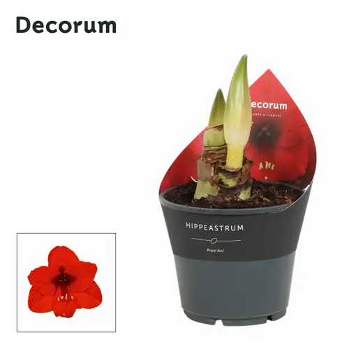 Amaryllis 2er Royal Red D114408RD T14 H025