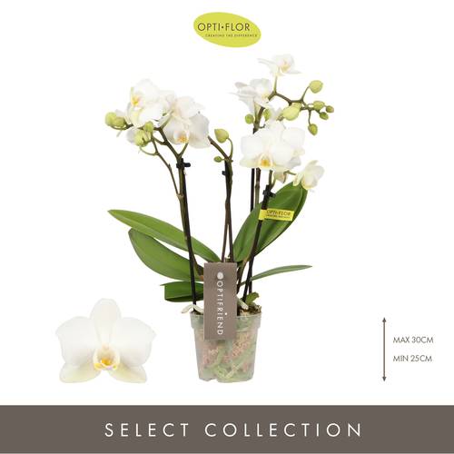 Phal.4-R weiss Sandra T07 H25
