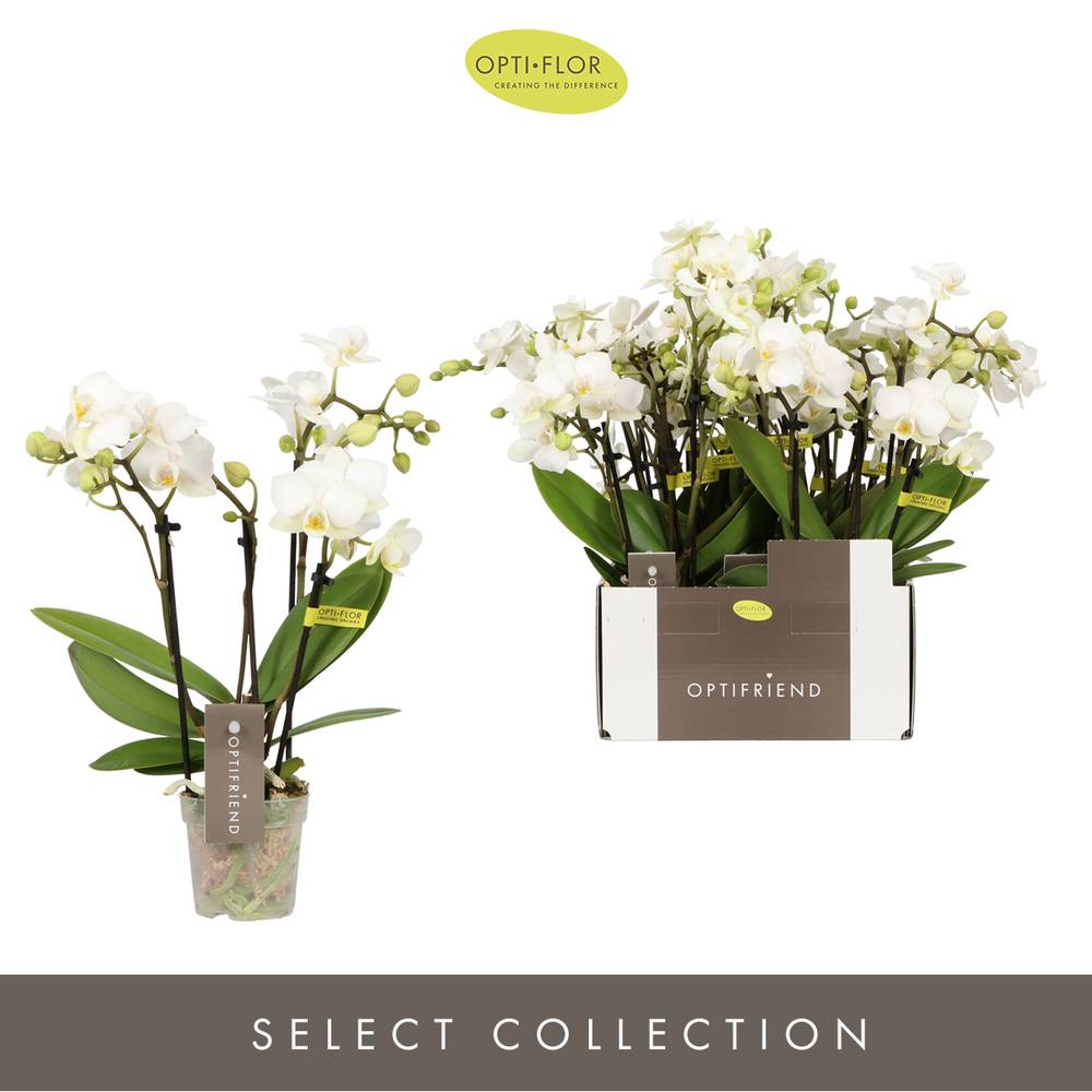 Phal.4-R weiss Sandra T07 H25