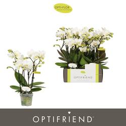Phal.4-R weiss Sandra T07 H025