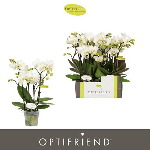 Phal.4-R weiss Sandra T07 H025