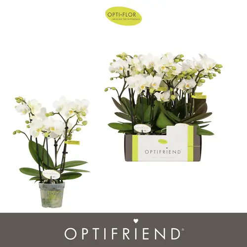 Phal.4-R weiss Sandra T07 H025