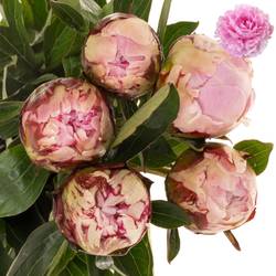 Pfingstrose rosa Sarah Bernard 60cm