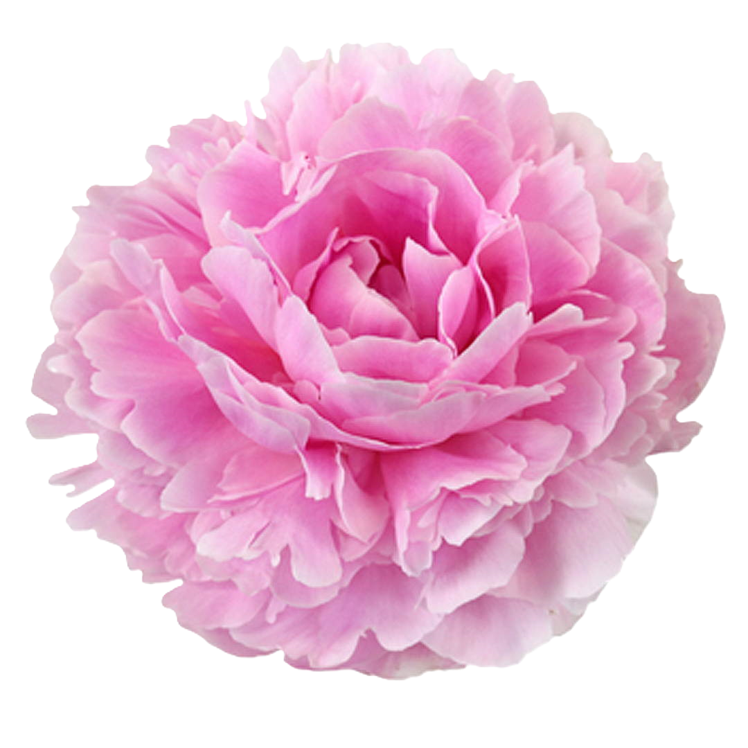 Pfingstrose rosa Sarah Bernard 60cm