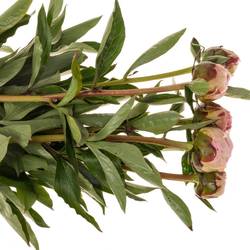 Pfingstrose rosa Sarah Bernard 60cm