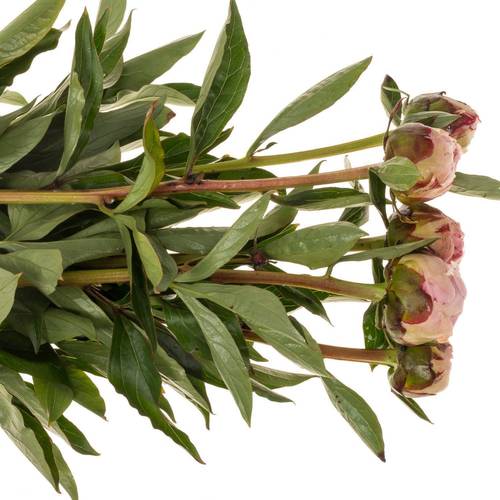 Pfingstrose rosa Sarah Bernard 60cm