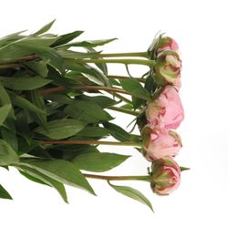 Pfingstrose rosa Sarah Bernard super 60cm