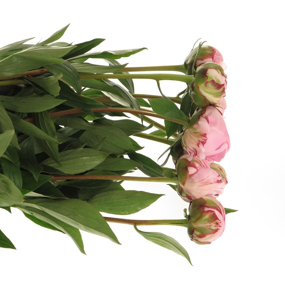 Pfingstrose rosa Sarah Bernard super 60cm