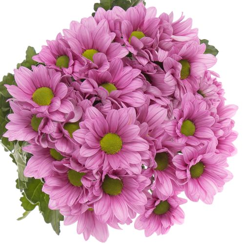 Chrys.Tros rosa Ballerinas 80 Gramm