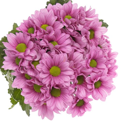 Chrys.Tros rosa Ballerinas 80 Gramm