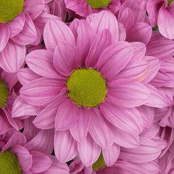 Chrys.Tros rosa Ballerinas 80 Gramm