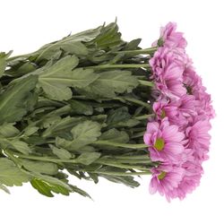 Chrys.Tros rosa Ballerinas 80 Gramm
