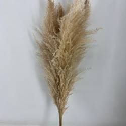 Trocken Cortaderia natur L100cm