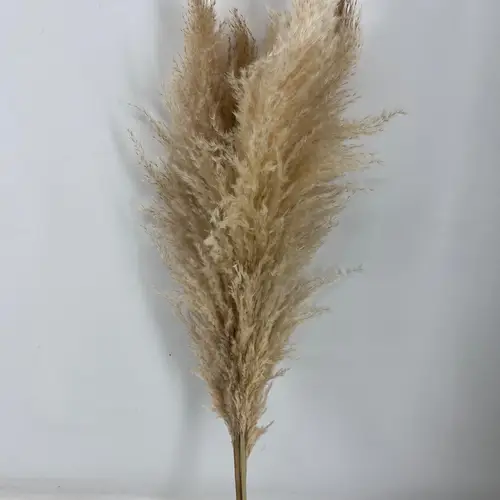 Trocken Cortaderia natur L100cm