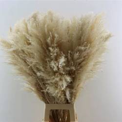 Trocken Cortaderia natur L100cm