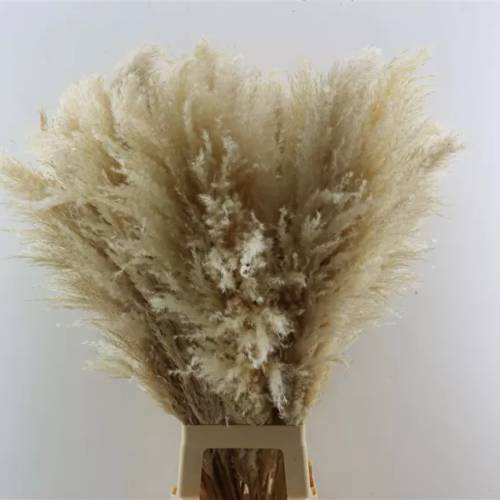 Trocken Cortaderia natur L100cm