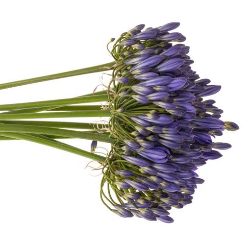 Agapanthus blau Arctic Ocean 70cm