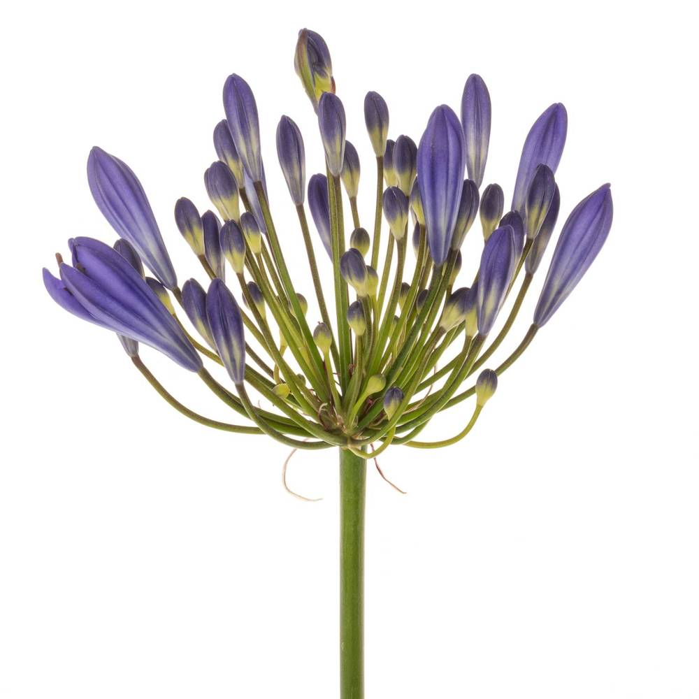 Agapanthus blau Arctic Ocean 70cm