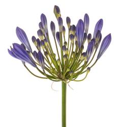 Agapanthus blau Arctic Ocean 70cm