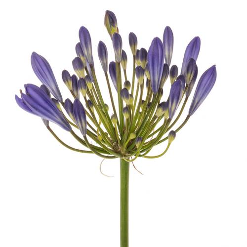 Agapanthus blau Arctic Ocean 70cm