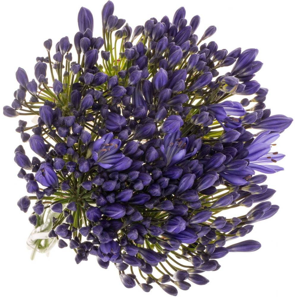 Agapanthus blau Arctic Ocean 70cm