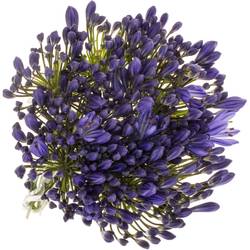 Agapanthus blau Arctic Ocean 70cm