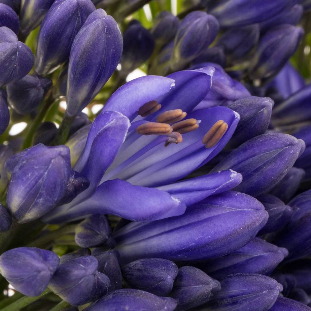 Agapanthus blau Arctic Ocean 70cm