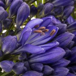 Agapanthus blau Arctic Ocean 70cm